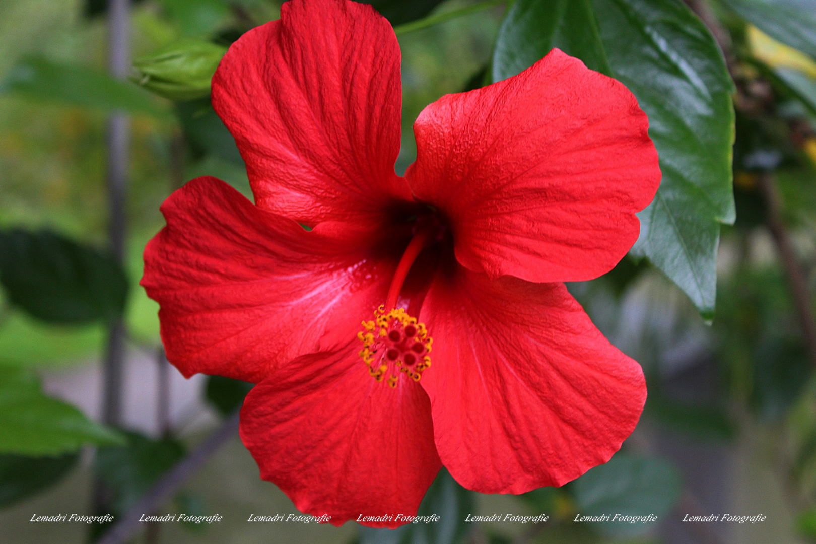 Roter Hibiskus