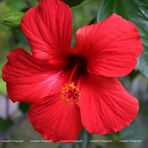 Roter Hibiskus