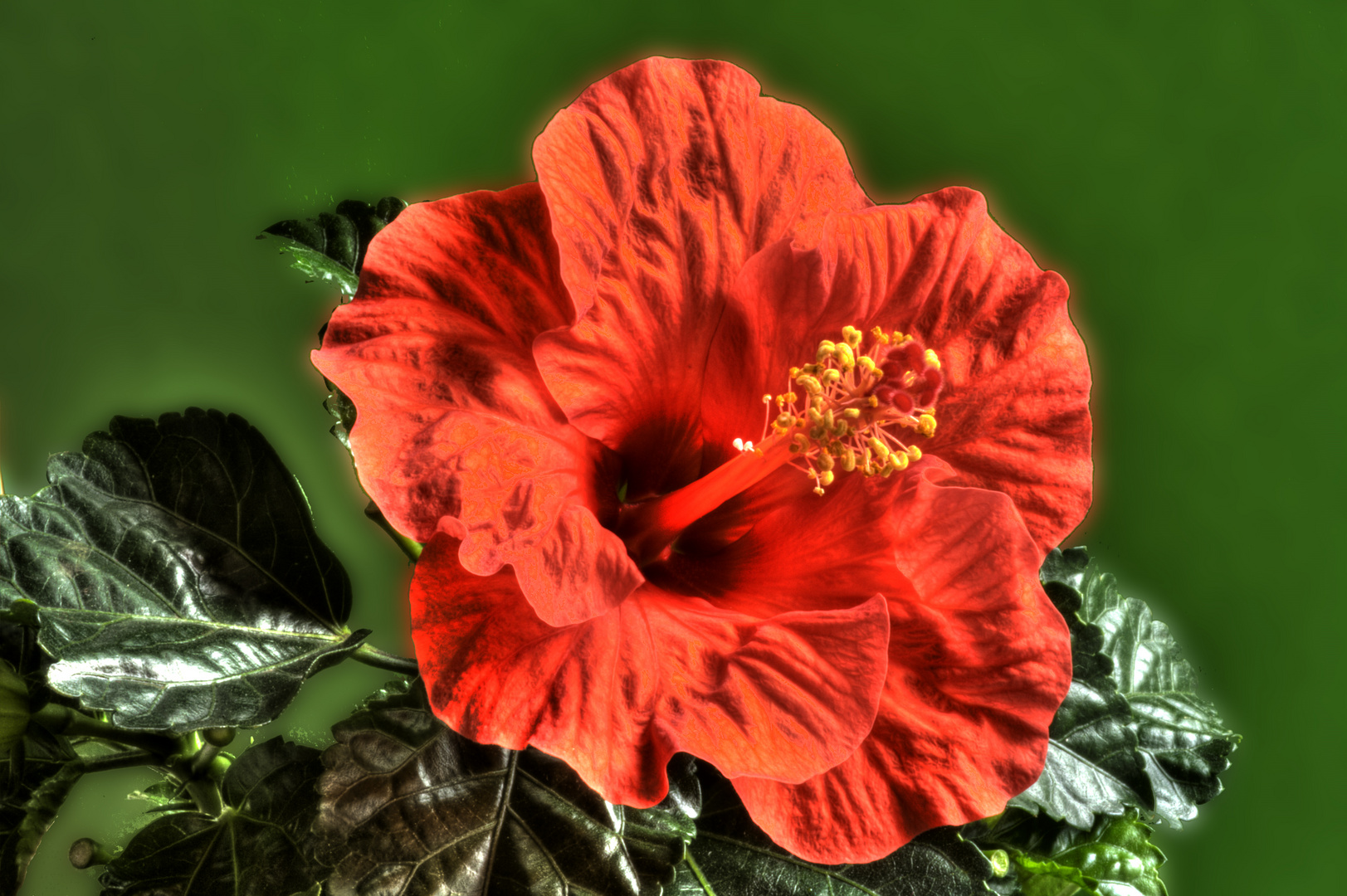 Roter Hibiskus