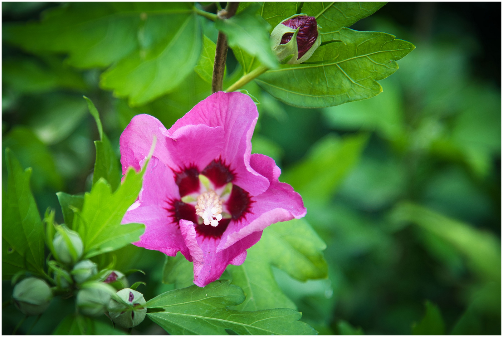 Roter Hibiskus Foto & Bild sommer, jahreszeit, natur Bilder auf