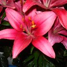 roter Hibiskus