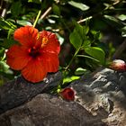 Roter Hibiskus