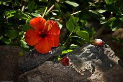 Roter Hibiskus