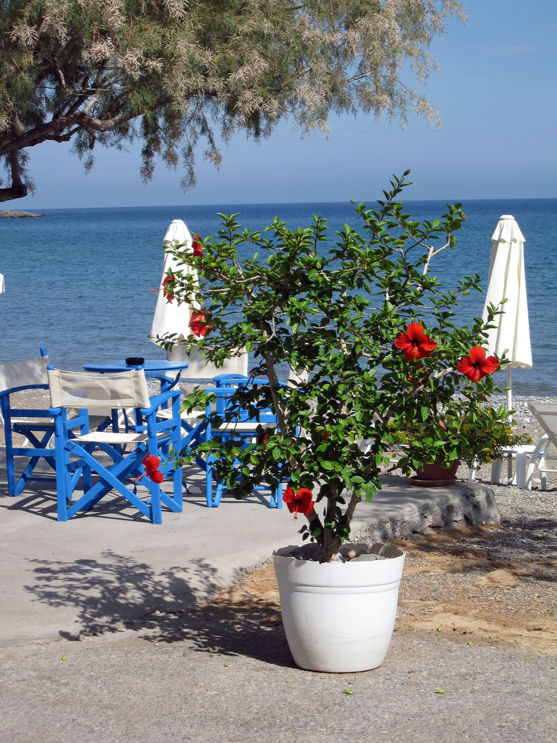 Roter Hibiskus