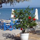 Roter Hibiskus