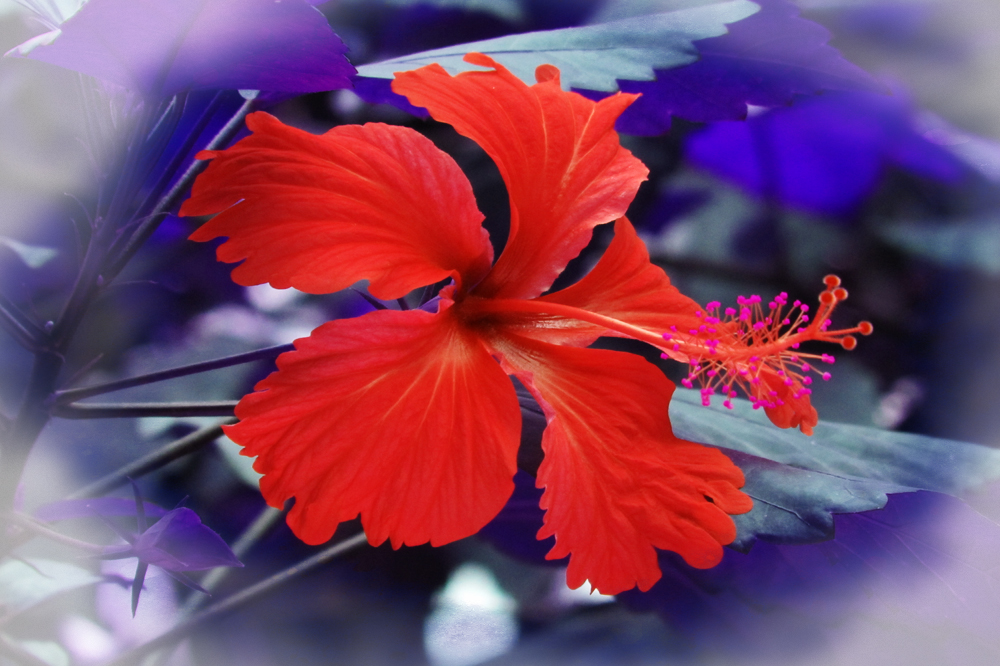 roter Hibiskus