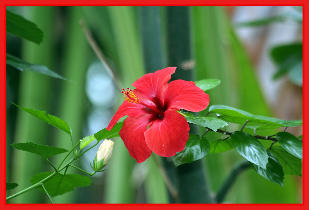 Roter Hibiskus