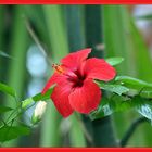 Roter Hibiskus