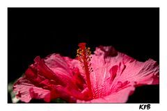 roter Hibiskus