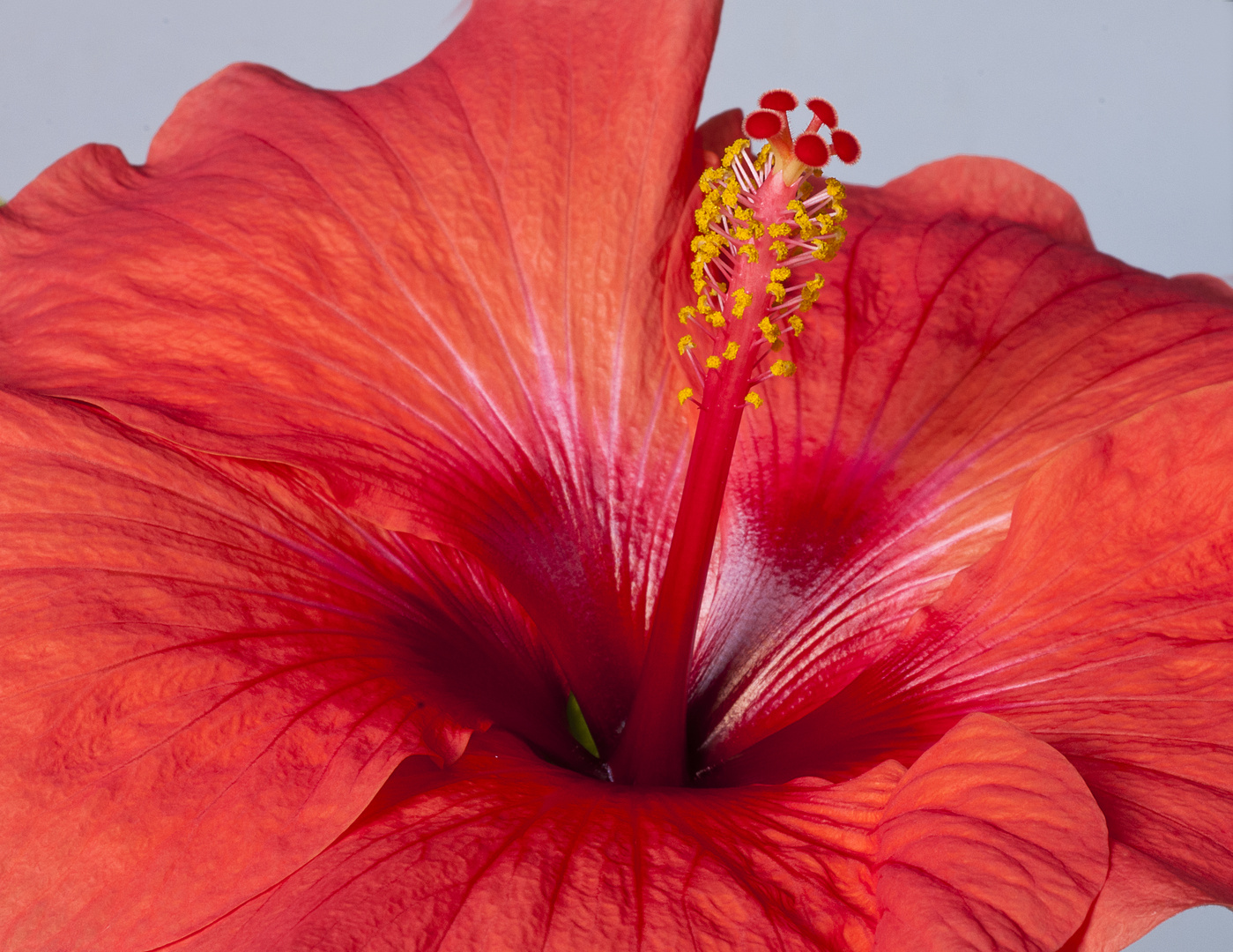 roter Hibiskus