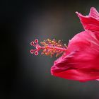 roter Hibiskus