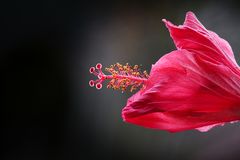 roter Hibiskus