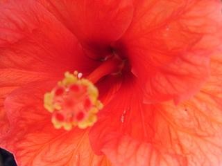 roter Hibiskus