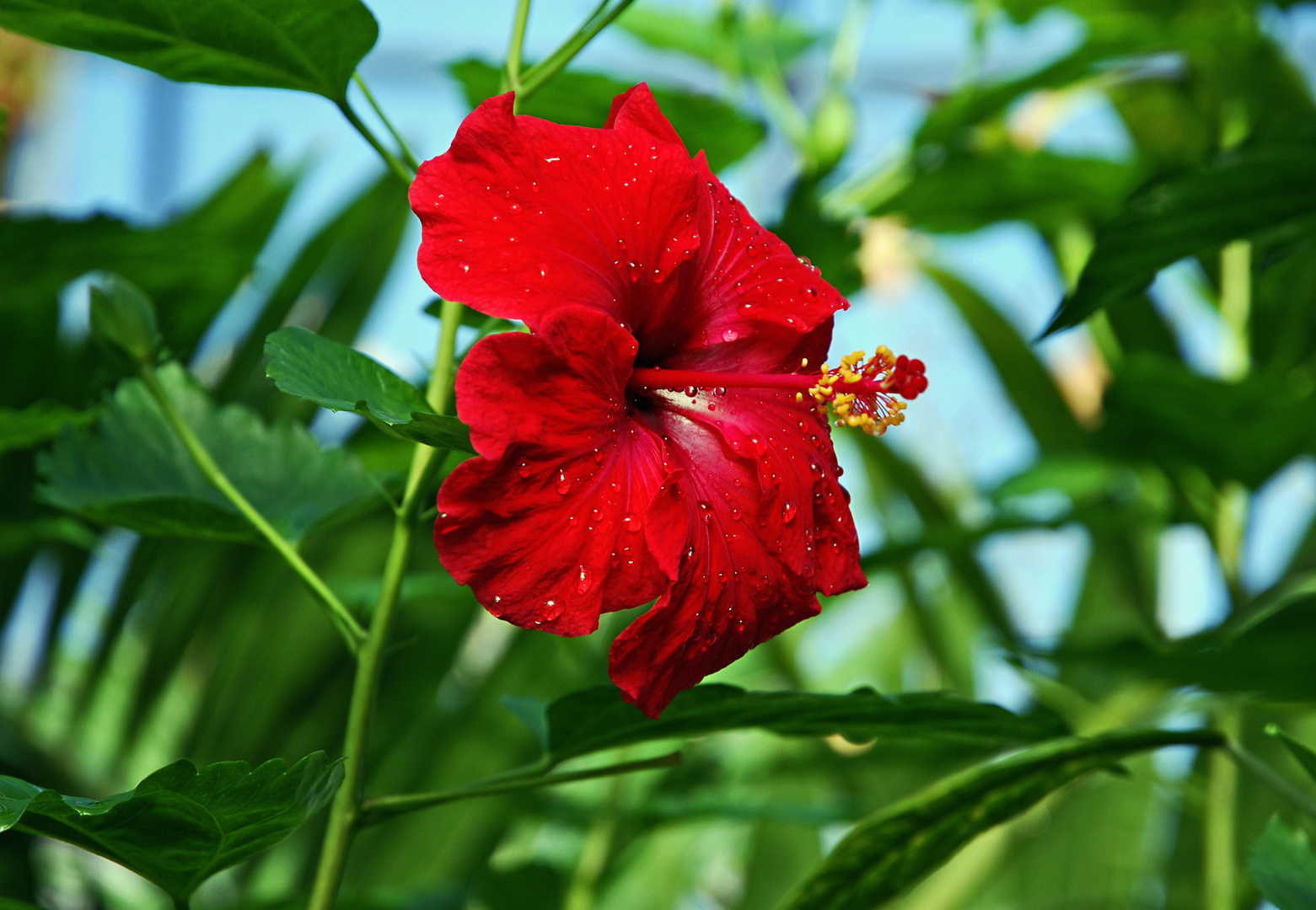 Roter Hibiskus