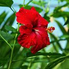 Roter Hibiskus