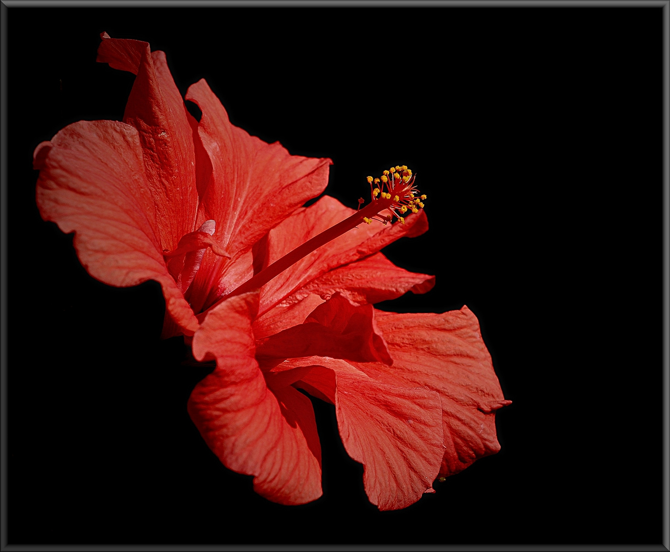 Roter Hibiskus