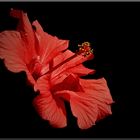 Roter Hibiskus