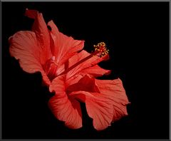 Roter Hibiskus