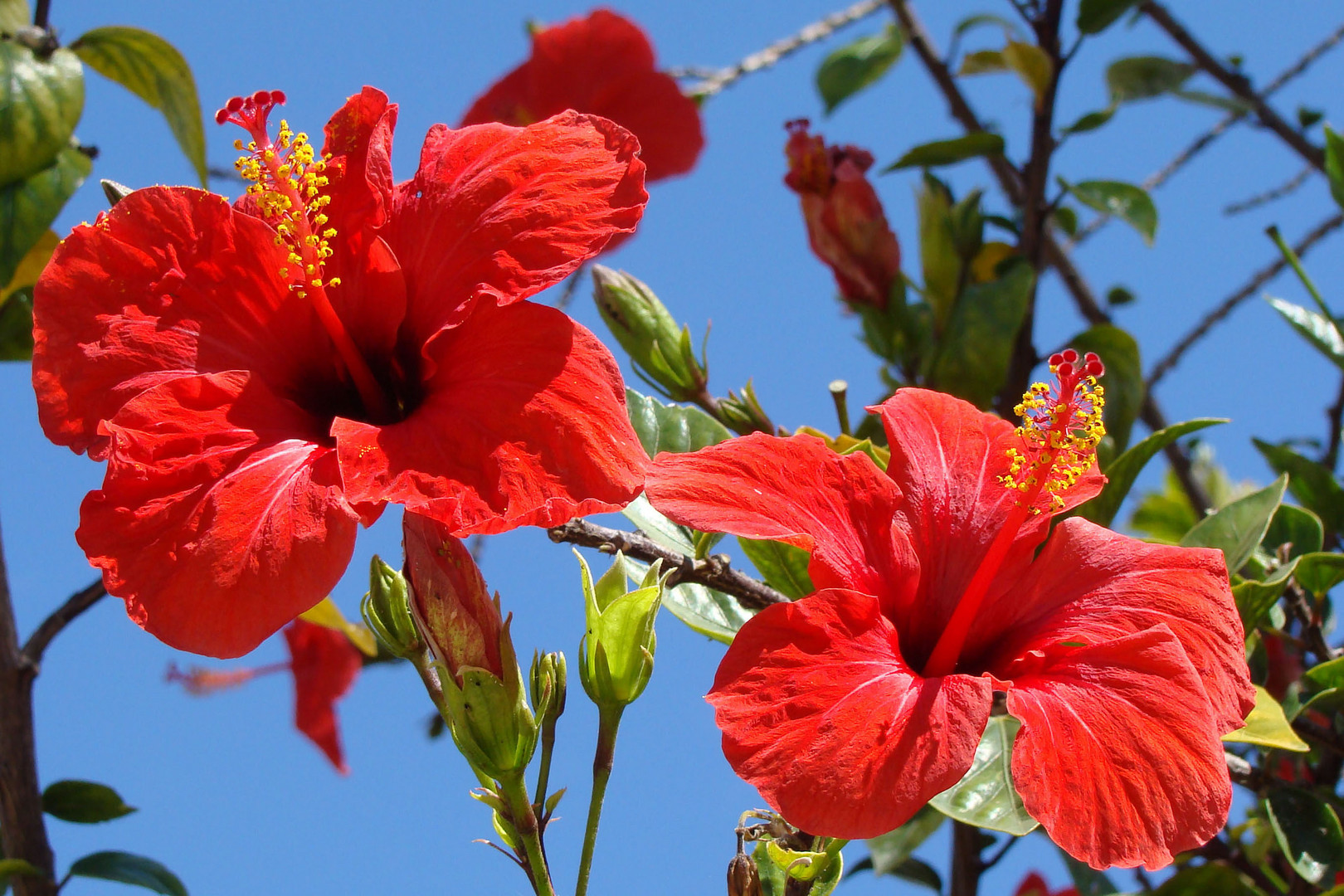 roter Hibiskus