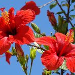 roter Hibiskus