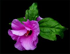 Roter Hibiskus