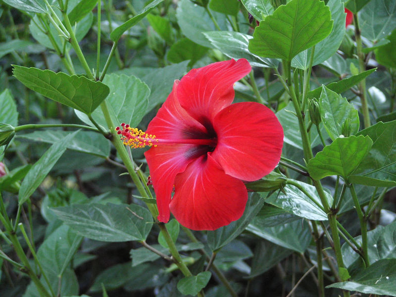 Roter Hibiskus