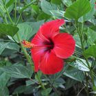 Roter Hibiskus