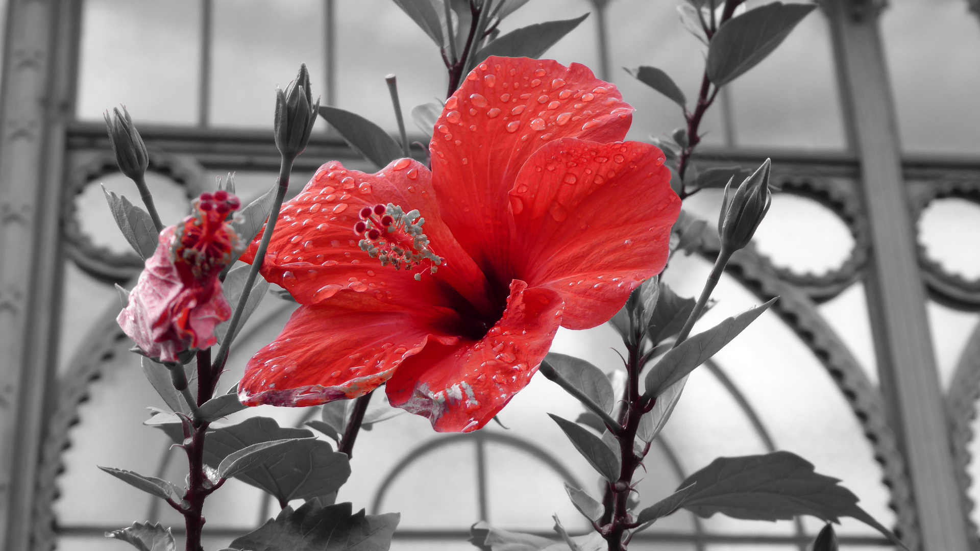 Roter Hibiskus