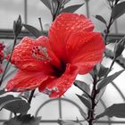 Roter Hibiskus