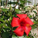 Roter Hibiskus