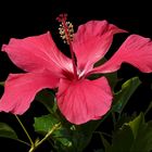 roter Hibiskus