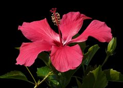 roter Hibiskus