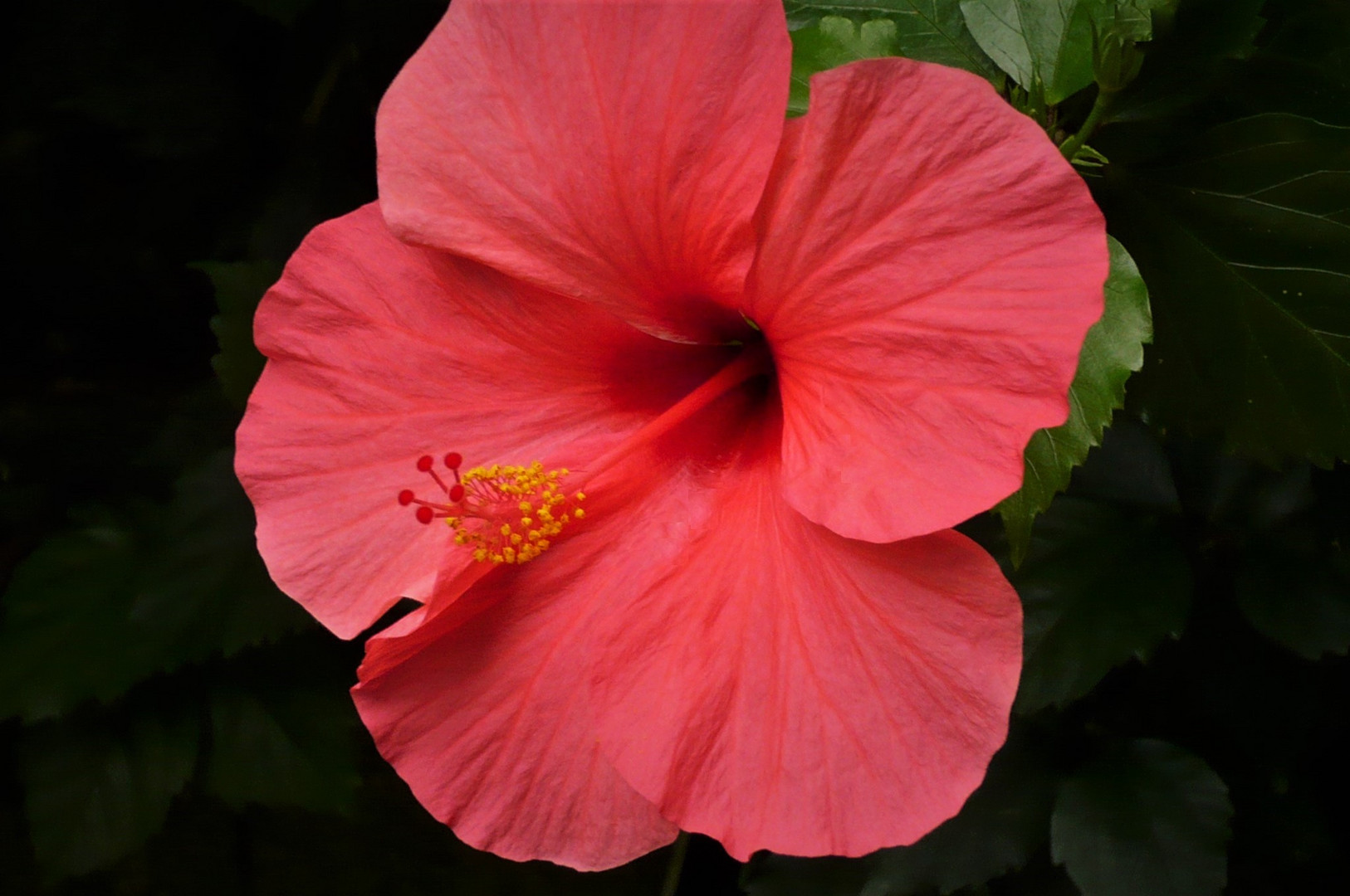 Roter Hibiskus