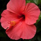 Roter Hibiskus