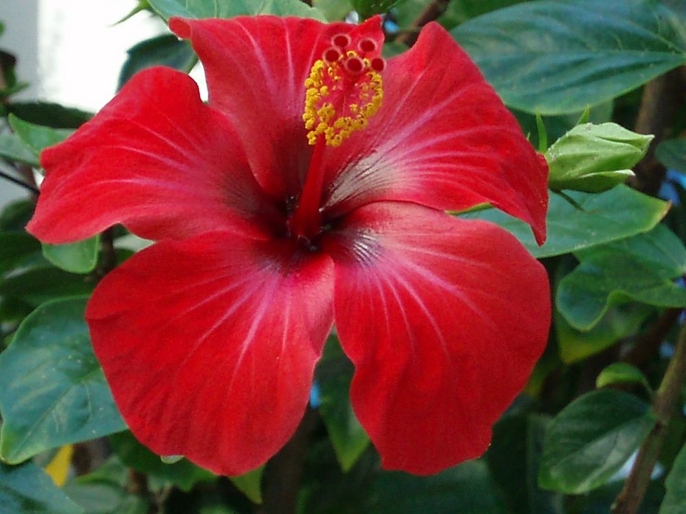 Roter Hibiskus Foto & Bild pflanzen, pilze & flechten, mpixel