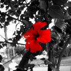 Roter Hibiskus