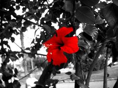 Roter Hibiskus