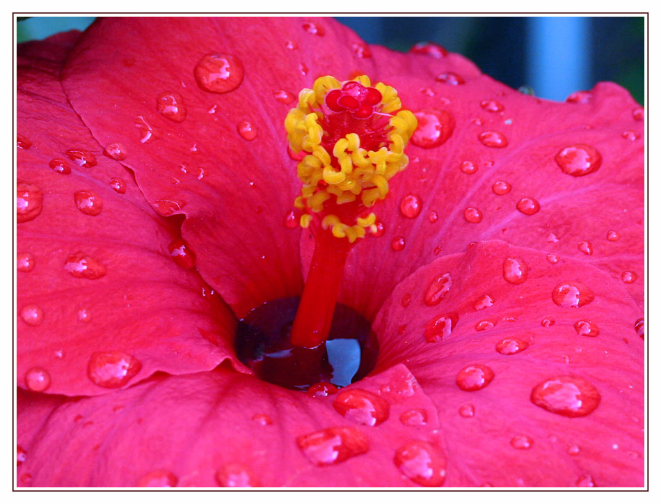 roter Hibiskus