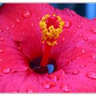 roter Hibiskus