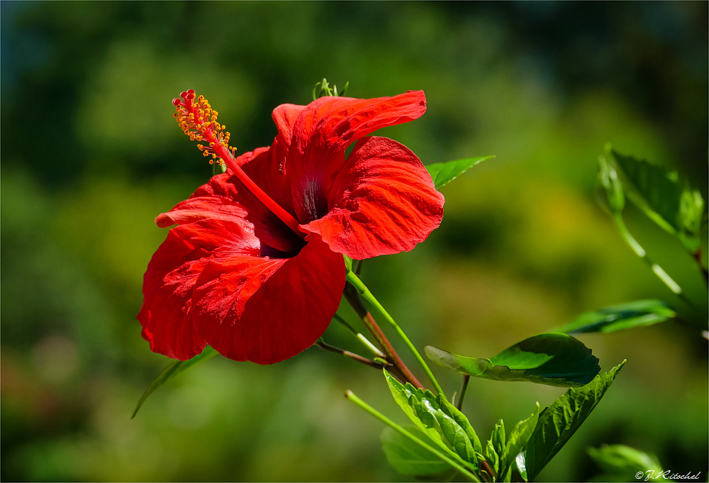 Roter Hibiskus Foto & Bild pflanzen, pilze & flechten, sträucher