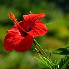 Roter Hibiskus