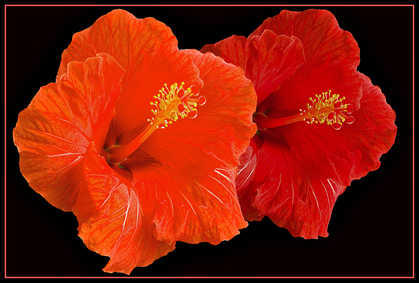 Roter Hibiskus 