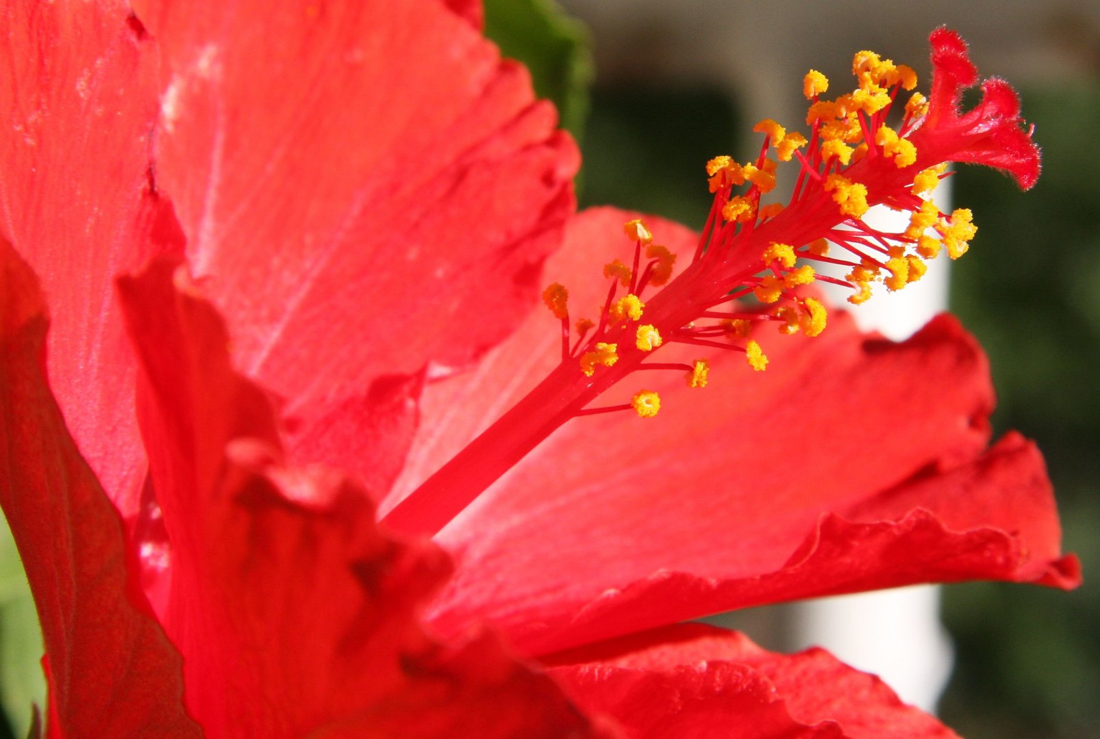 Roter Hibiskus