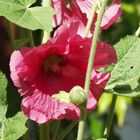 Roter Hibiskus Ende Juni