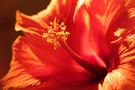 Roter Hibiskus im Sonnenschein von Meerjunker 