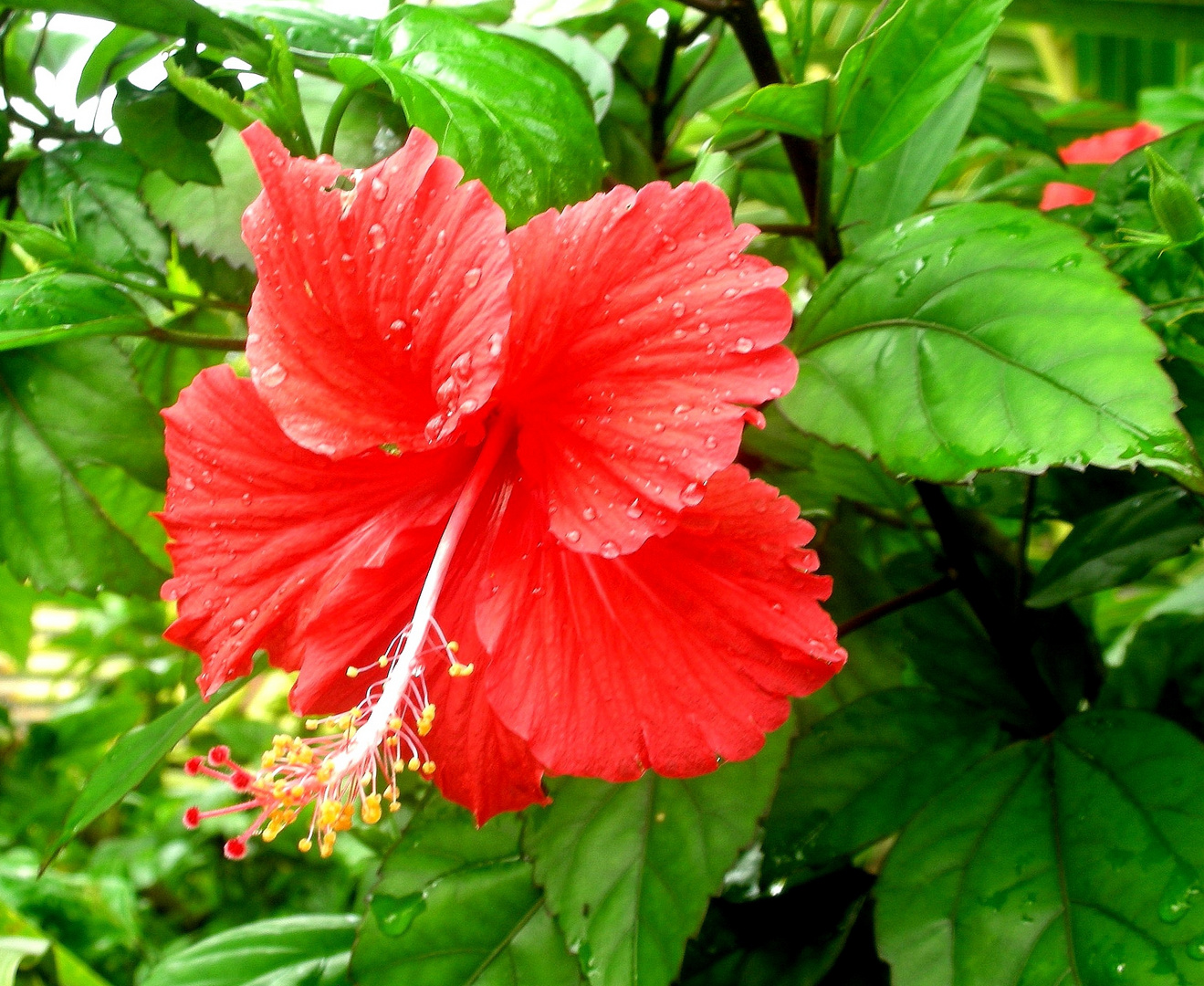 Roter Hibiskus in Indien