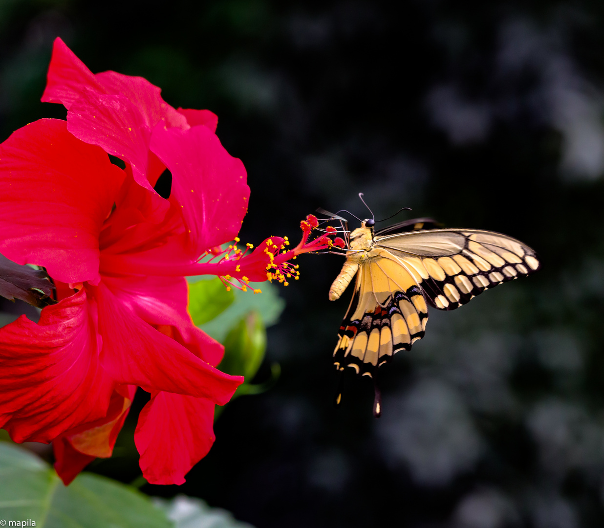 ... Roter Hibiskus mit Schwalbenschwanz ...