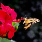 ... Roter Hibiskus mit Schwalbenschwanz ...