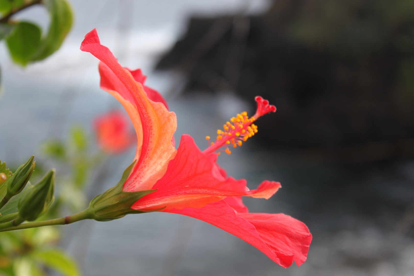 Roter Hibiskus mit Strandhintergrund