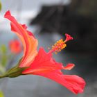 Roter Hibiskus mit Strandhintergrund